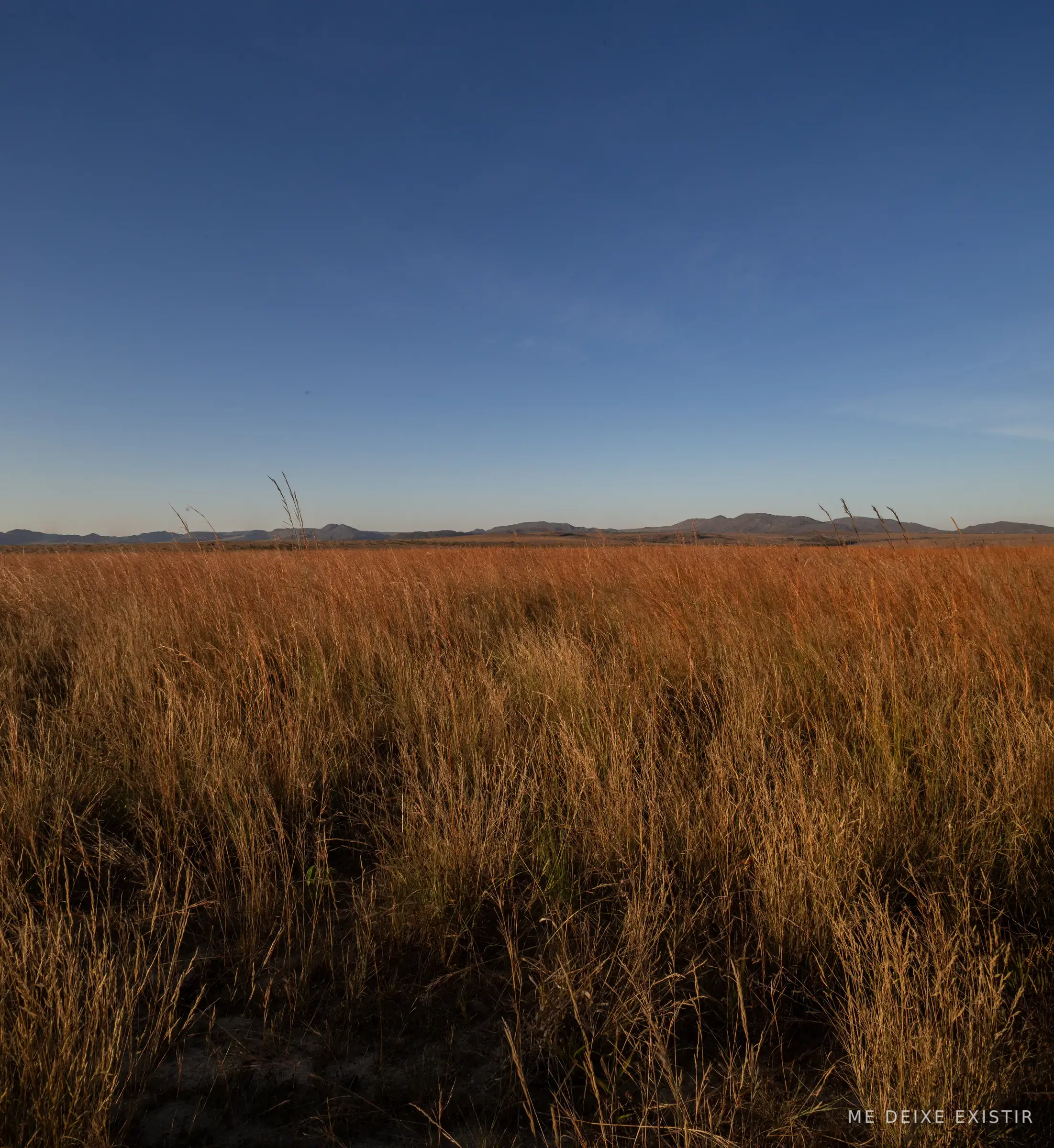 Campo de murundus