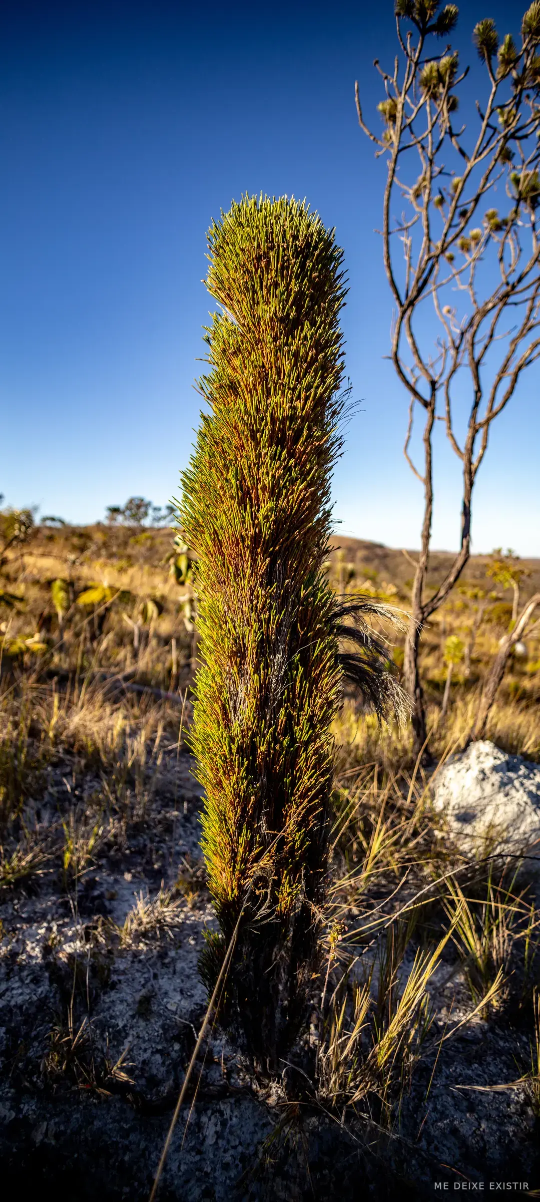 Canela-de-ema