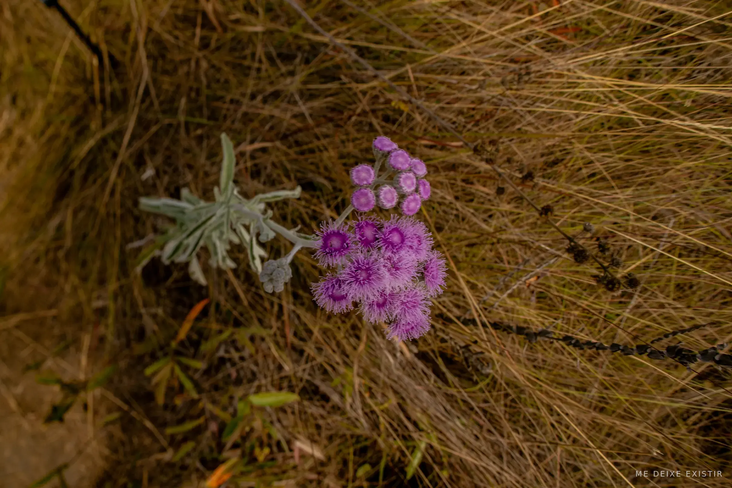 Flor lilás do Cerrado