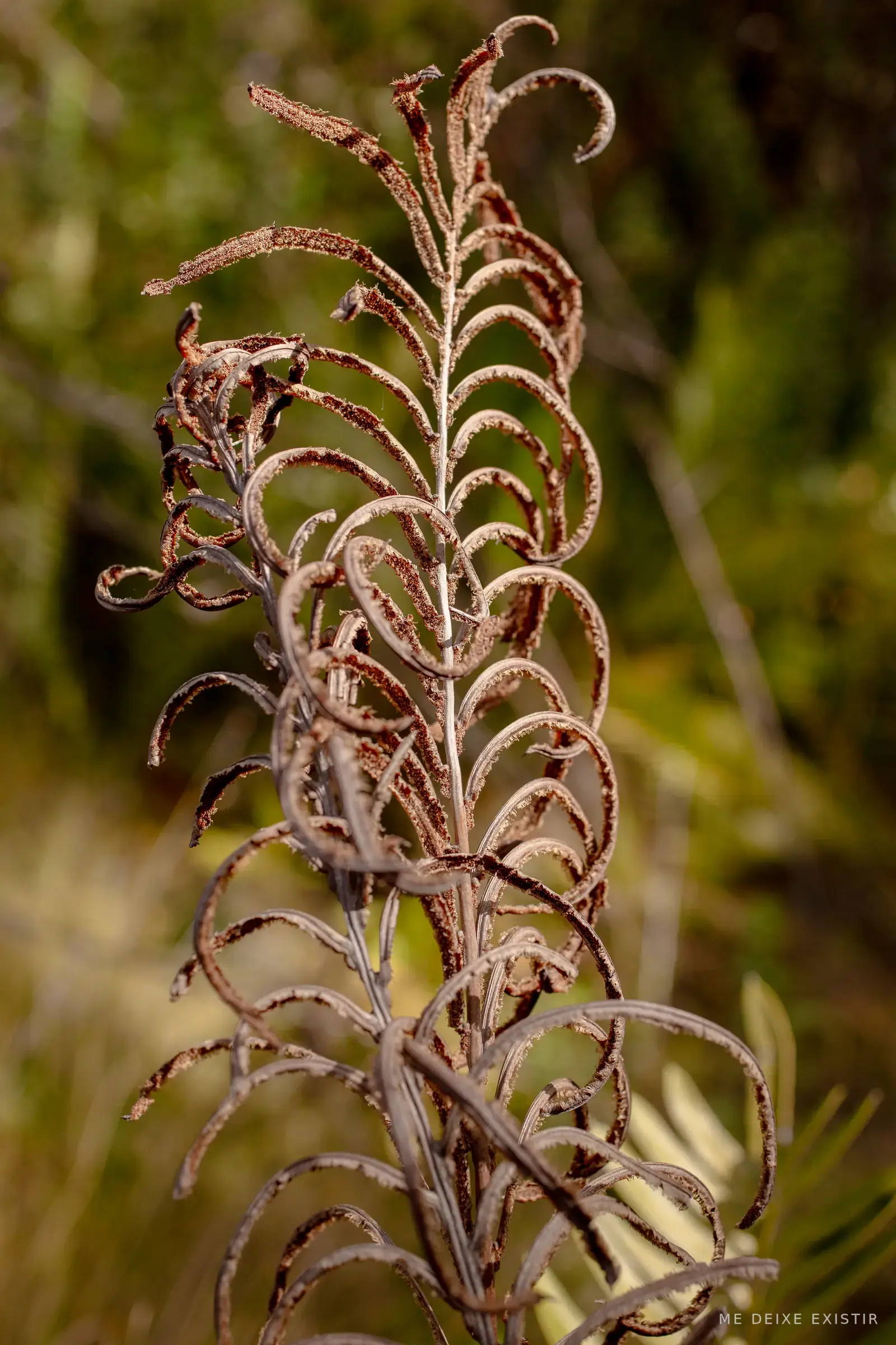 Haste rubra