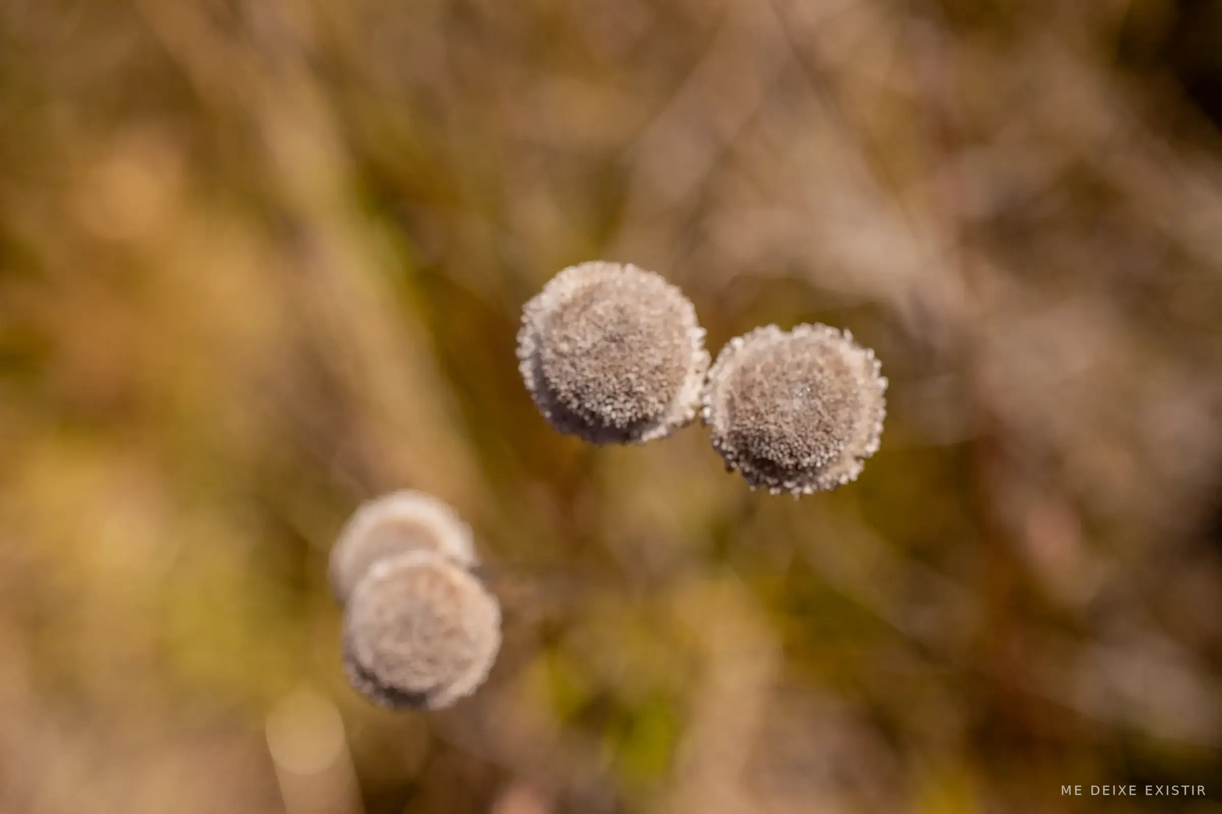 Frutos de algodão