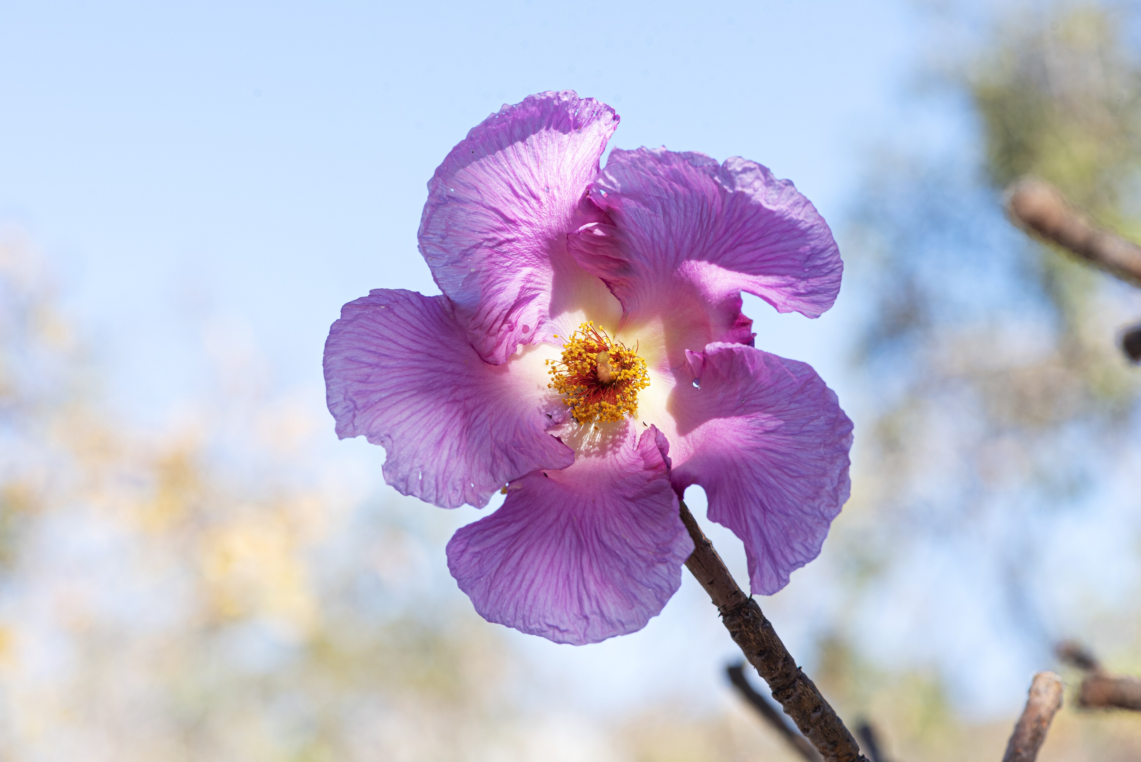 Flor do Cerrado goiano